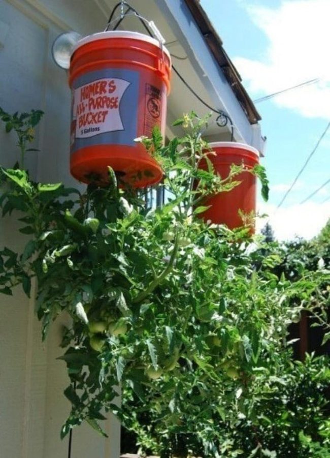 Tomatoes Cascading From Buckets