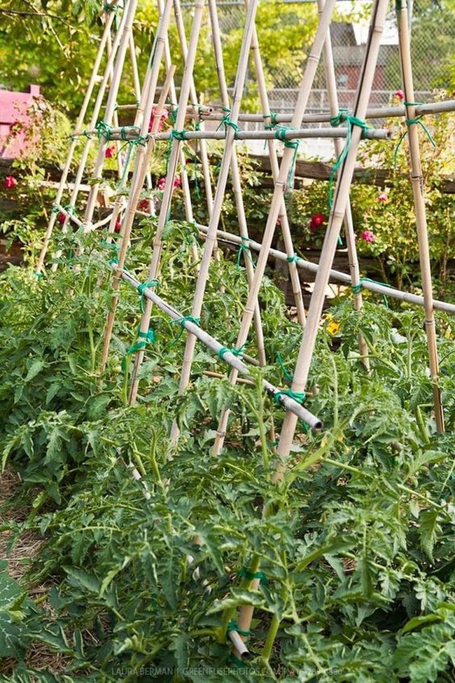Bamboo Trellis Natural Green Frame