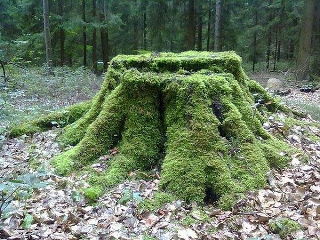 Living Green Tree Stump Sculpture