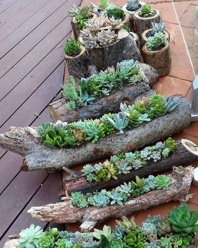 Moss-Rimmed Wood Succulent Vessels