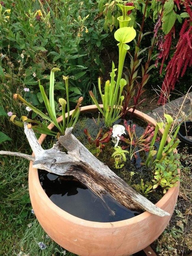 Carnivorous Plants Around Clear Water