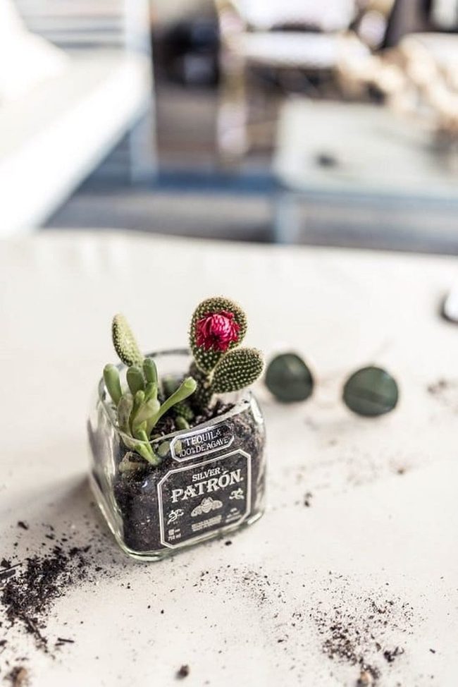 Transparent Glass Succulent Homes