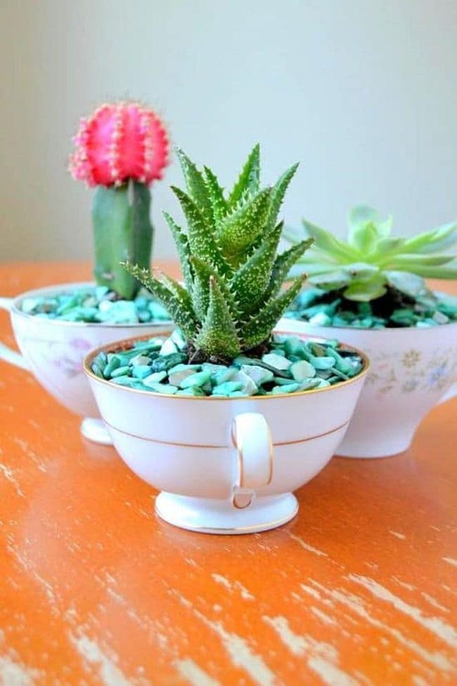 Vintage Teacups With Living Succulents