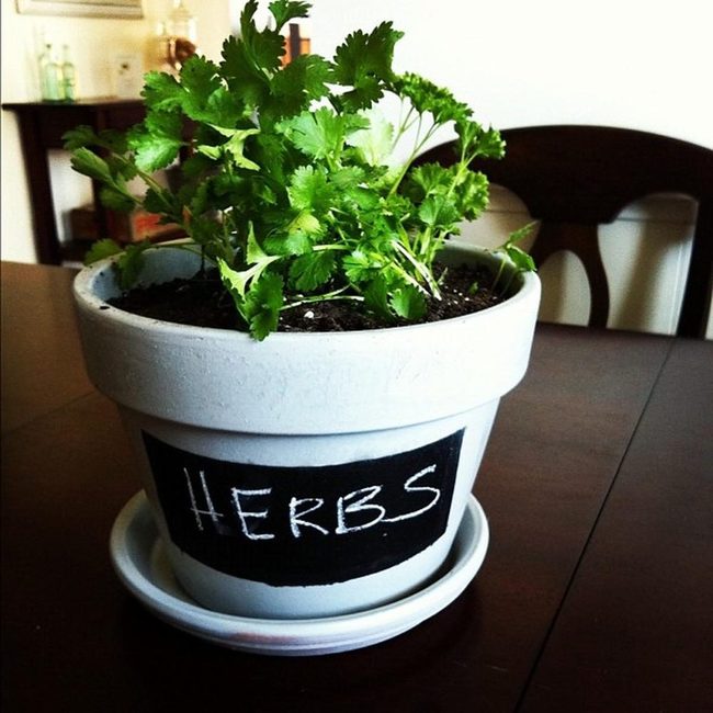 White Ceramic Herb Pots Dark Wood