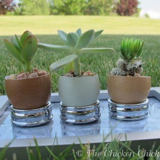 Eggshell Succulents In Sand