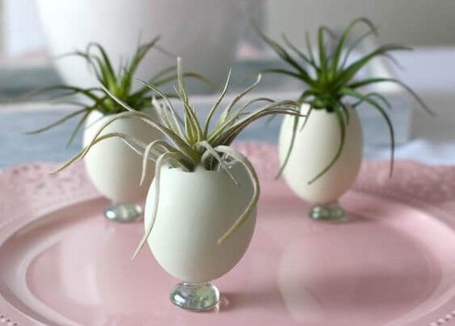 Blue Shells Green Air Plants