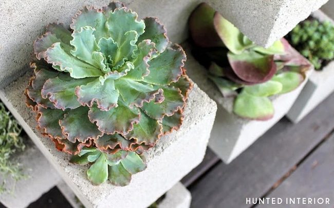 Concrete Blocks Purple Succulents