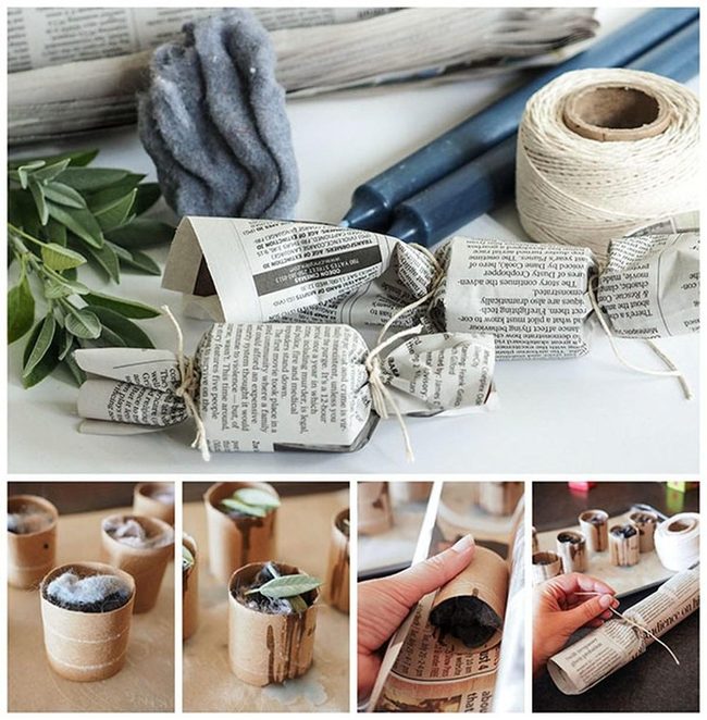 Newspaper Tubes Green Seedlings