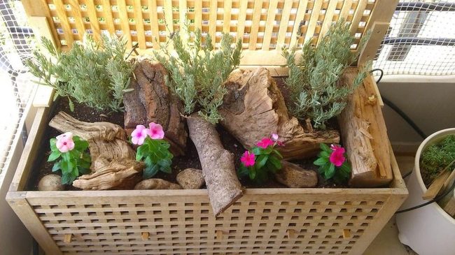 Pink Flowers With Living Green
