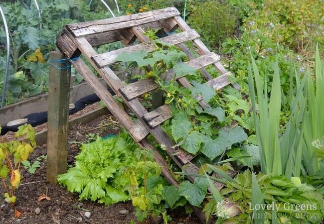 Reclaimed Wood Garden Trellis
