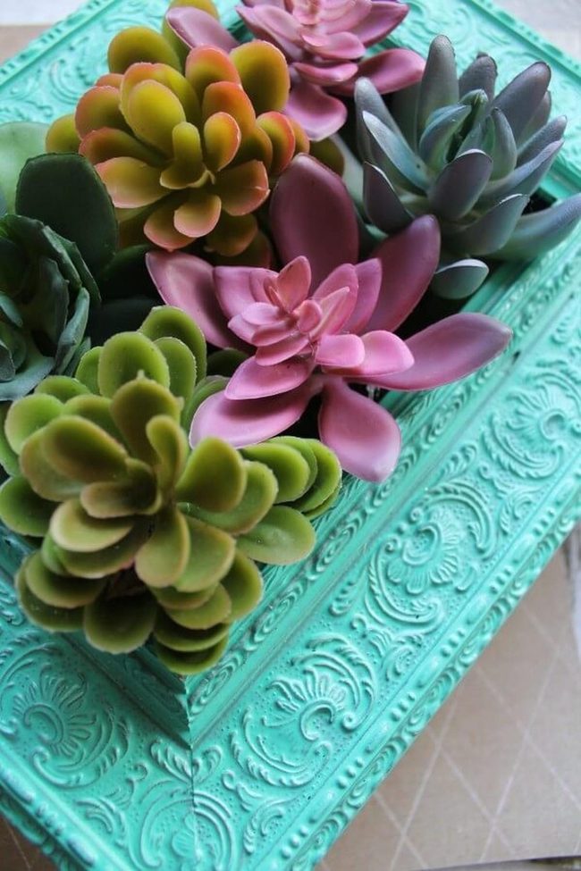 Living Succulents In Glass Frames