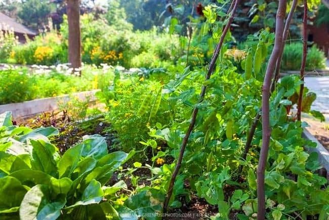 Climbing Sweet Peas On Saplings