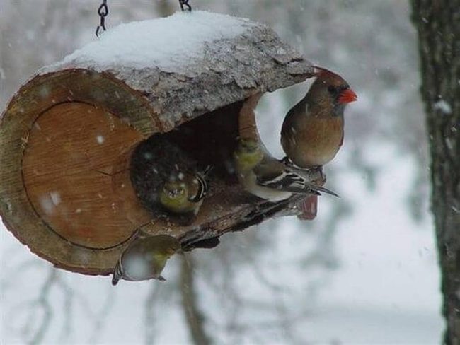 Hollowed Log Bird Feeder