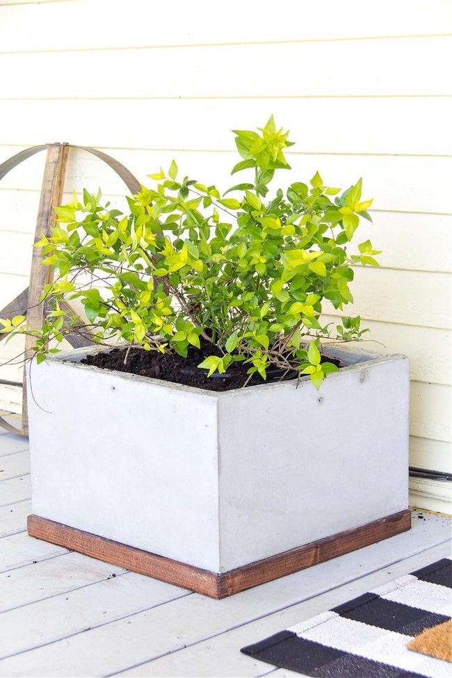 Green Plants With Yellow Walls