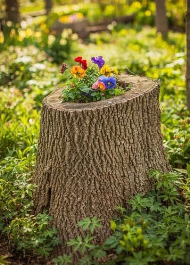 Wildflowers Blooming Through Ancient Wood