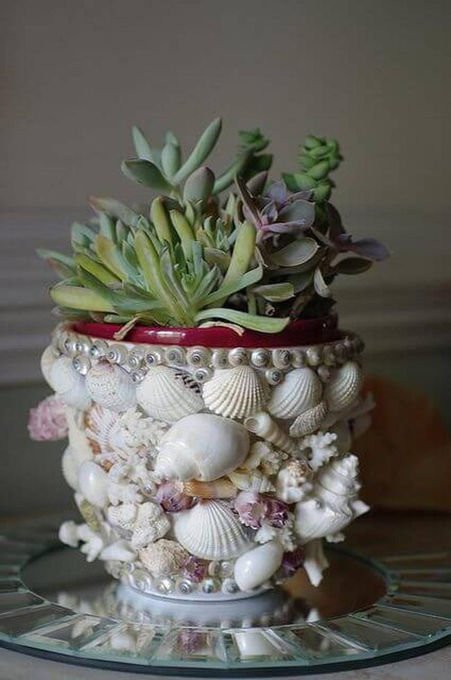 Seashells And Succulents Together