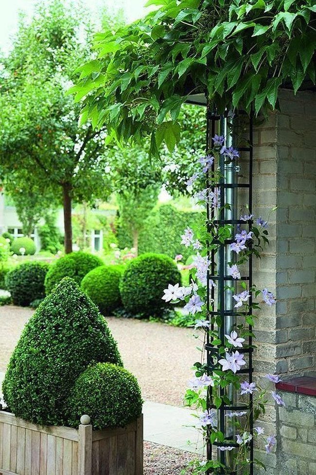 Clematis Vines Hide Drainage Pipes