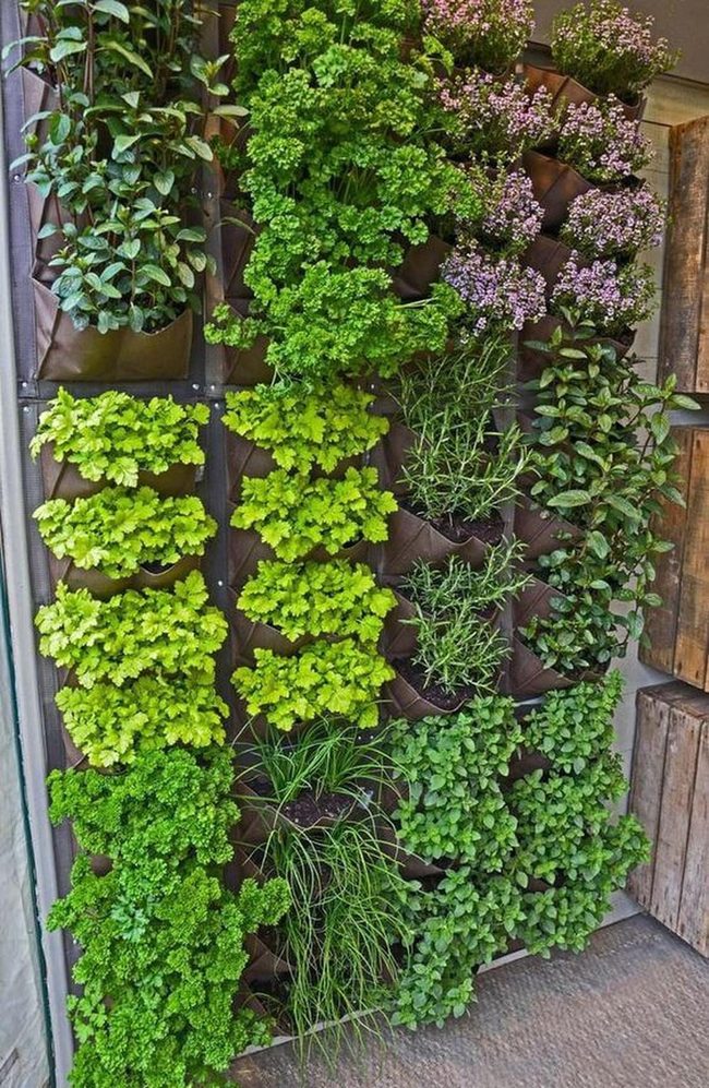 Fresh Herbs On Your Porch