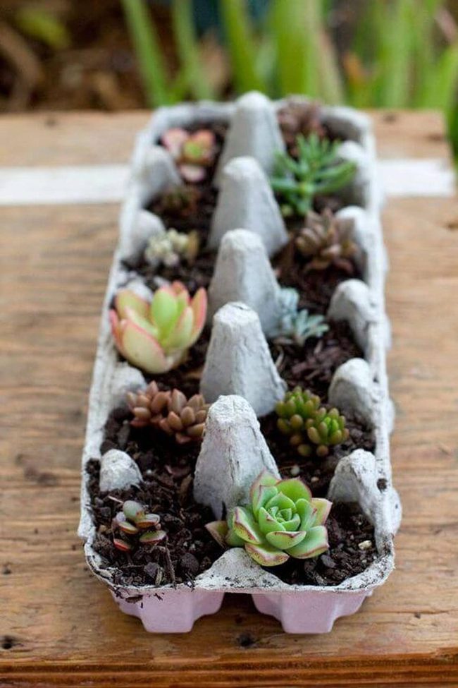 Egg Carton Succulent Garden