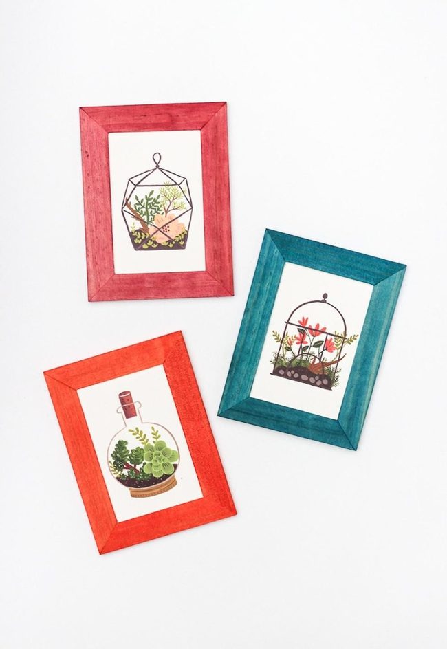 Colorful Frames With Living Plants