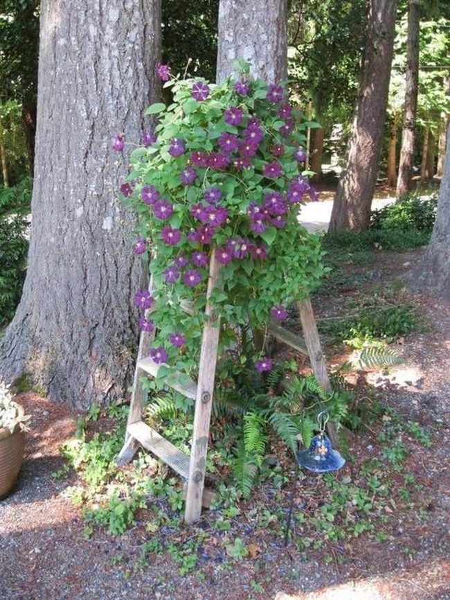 Purple Flowers On Weathered Ladder