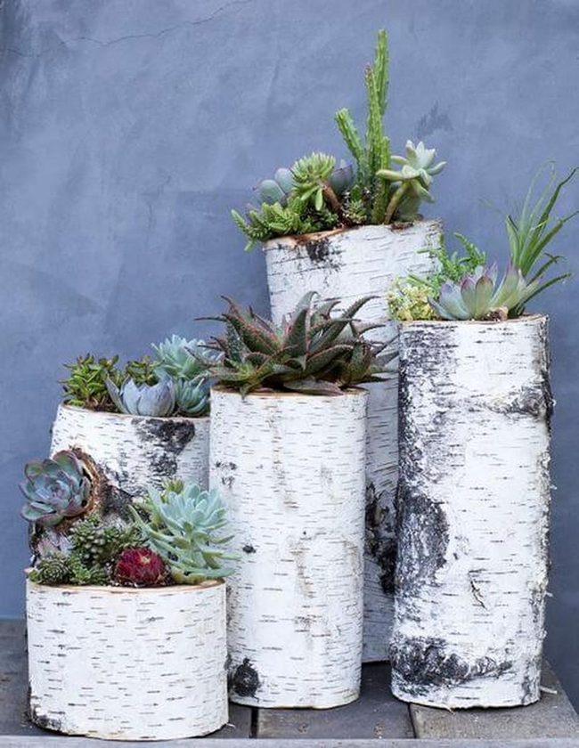 White Birch Succulent Planters