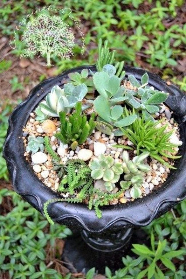 Black Pots Low Maintenance Succulents