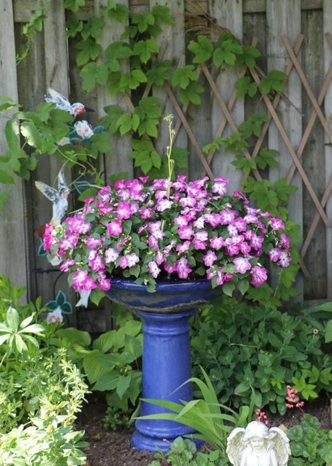 Pink Petals Against Blue Planter