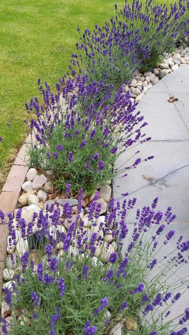 Purple Lavender Lined Stone Pathway
