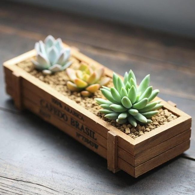 Green Desk Succulents Living