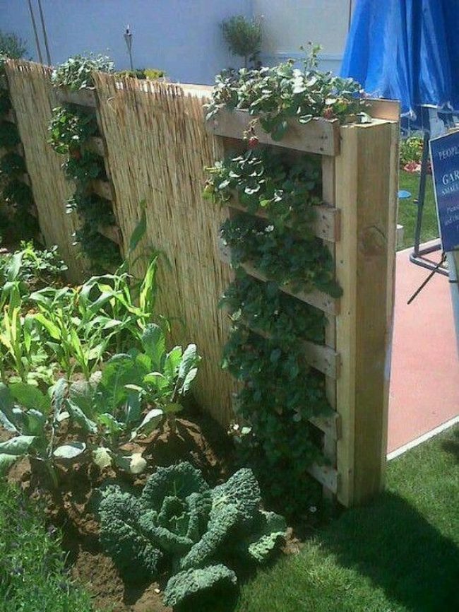 Vertical Green Wood Pallet Garden