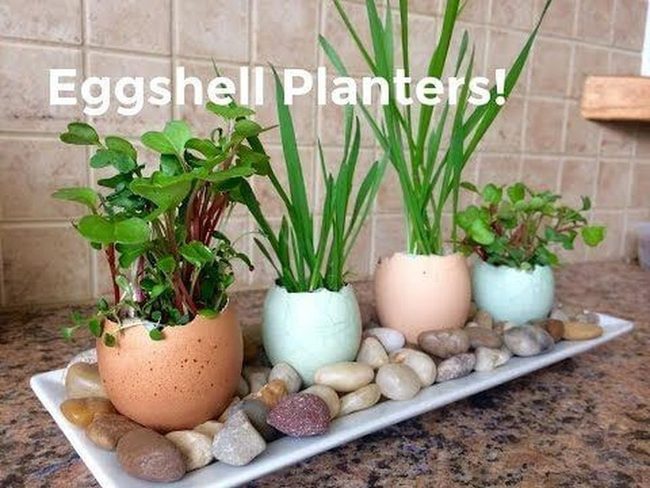 Painted Shells Green Sprouts