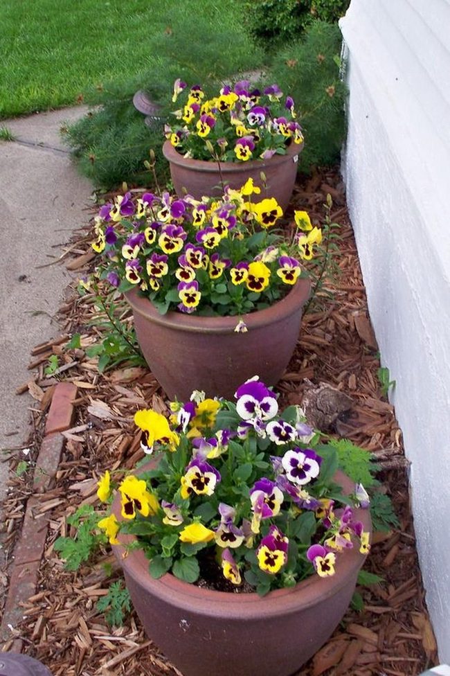 Yellow Purple Pansies In Clay
