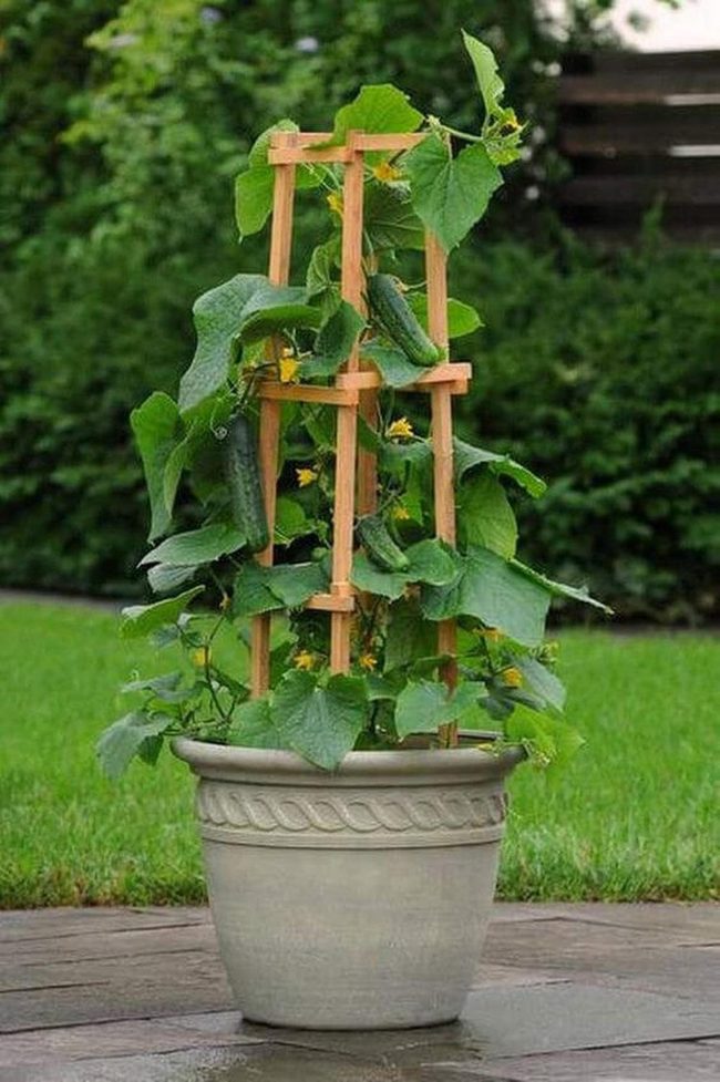 Single Pot Pickle Garden