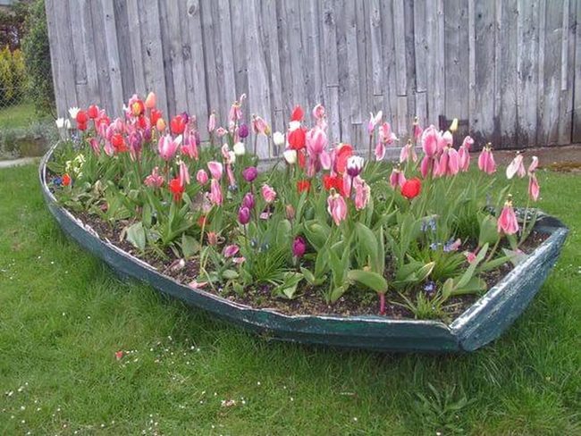 Weathered Boats Blooming Pink Tulips