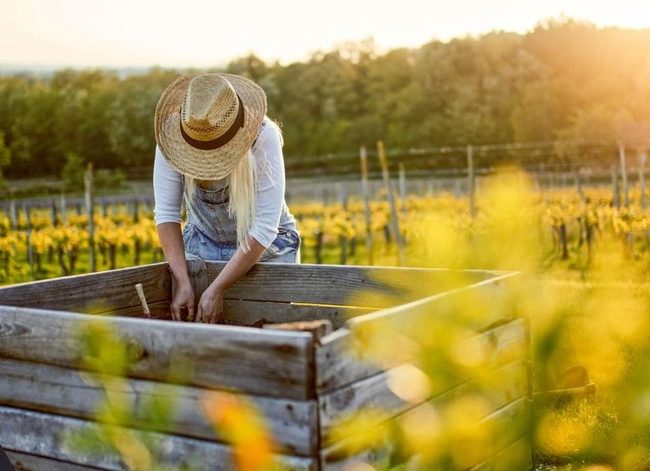Elevated Garden Beds In Minutes