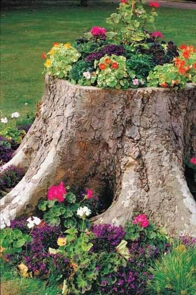Hollowed Wood Stumps Burst Blooms
