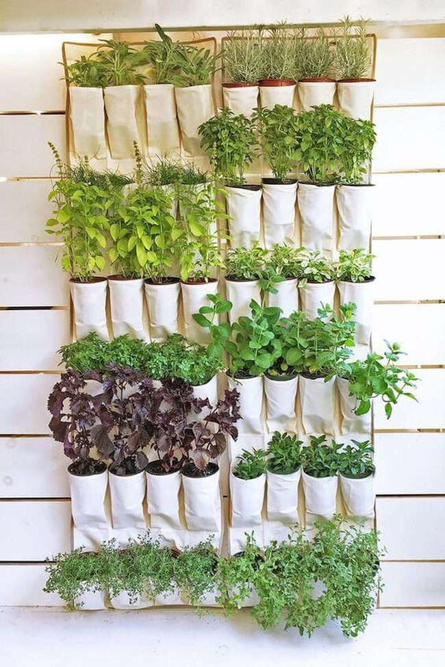 Fresh Herbs At Eye Level