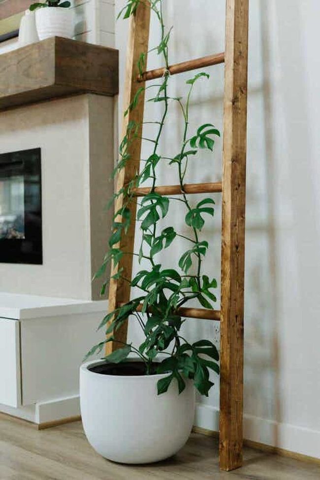 Wooden Ladder Trellis For Climbing Plants