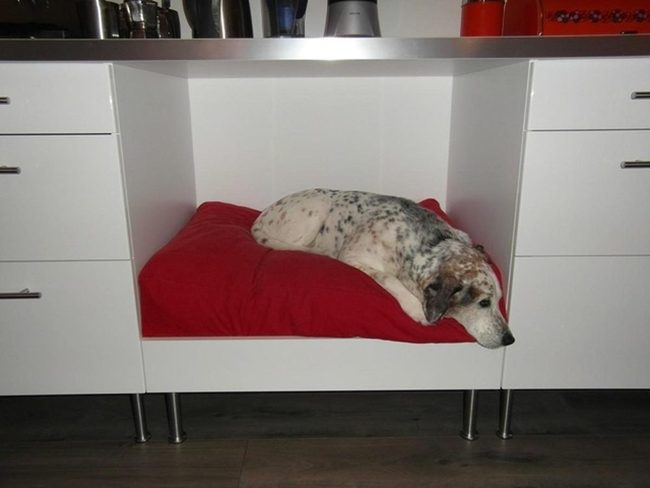 Bright Red Comfort For Pets