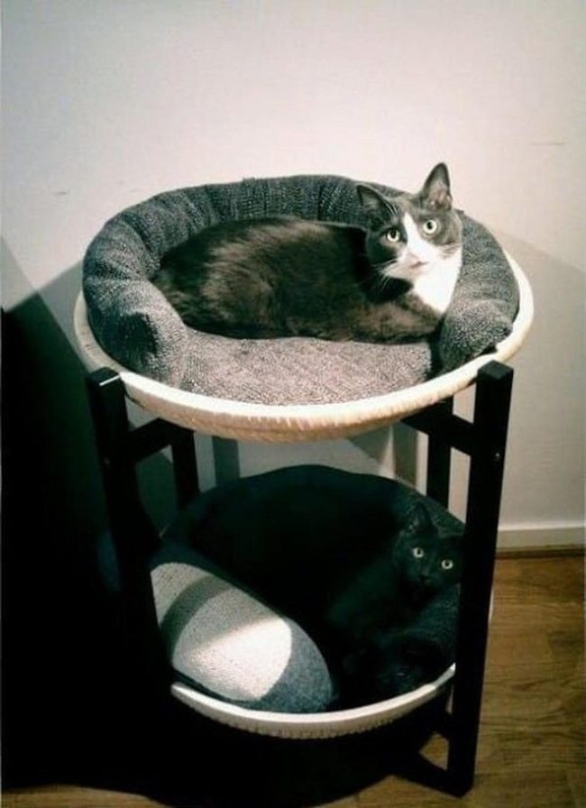 Two-Level Wooden Cat Platform