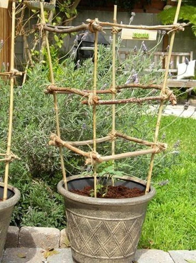 Bamboo Twine Tomato Support
