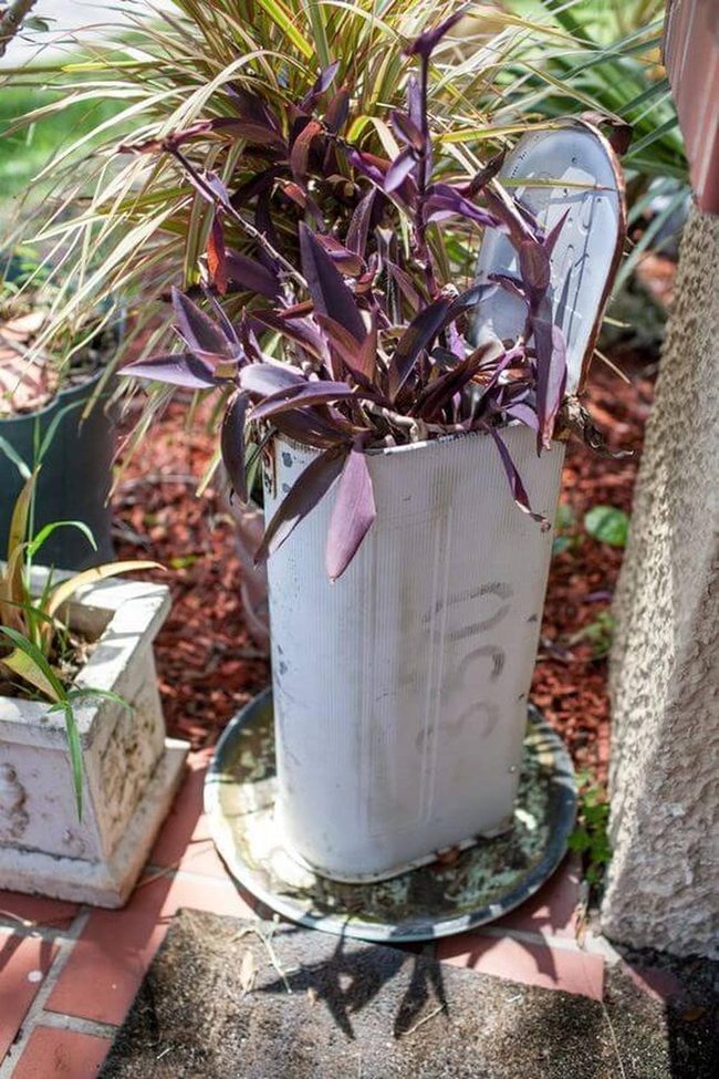 Purple Blooms On Weathered White Metal