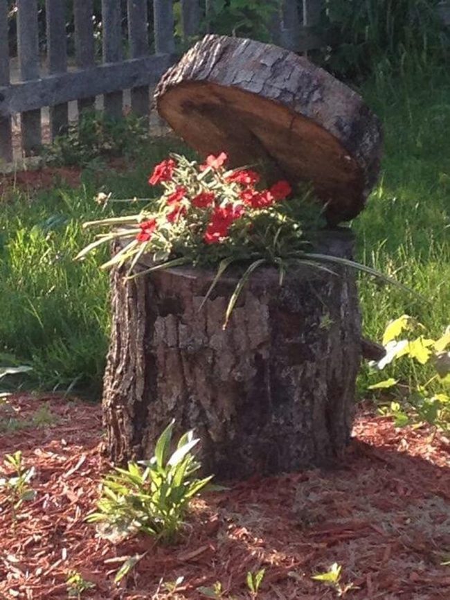 Colorful Flowers Through Dead Wood