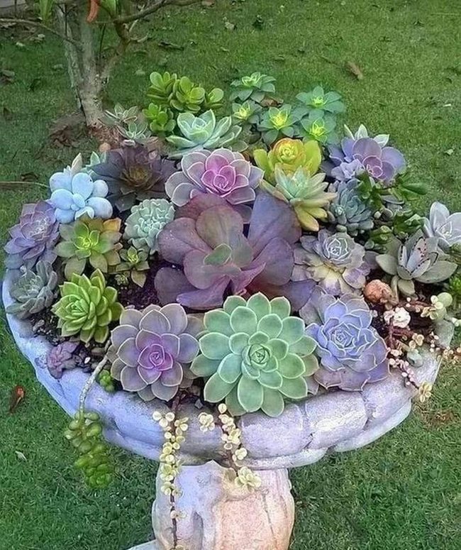 Stone Birdbath Succulent Garden