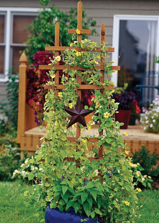 Yellow Flowers On Wooden Trellis