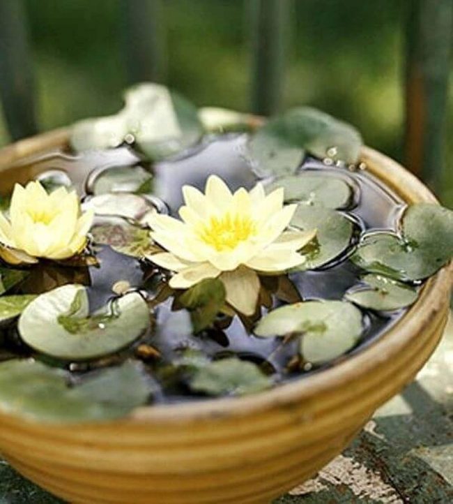 Floating Lilies Pink Water