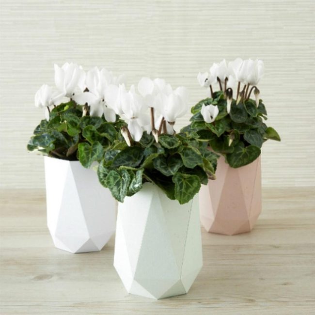 White Flowers Among Lush Green Foliage