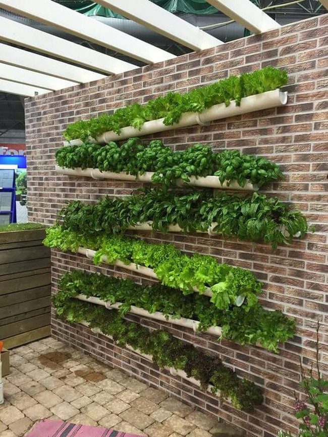 Green Walls Growing Fresh Herbs