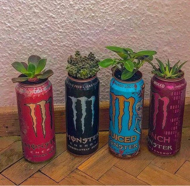 Neon Cans With Succulents